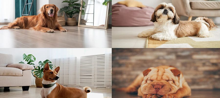 Dog Training for Apartment Dwellers: Tips for Small Spaces